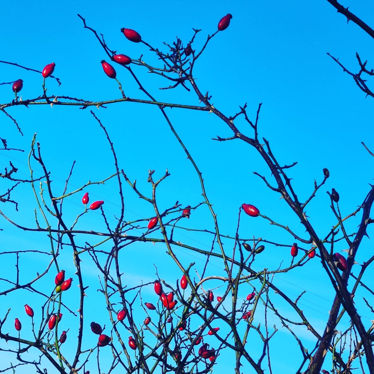 SusannahHarpham's tweet photo. Last Thursday, a stunning start to the day with both hard frost and beautiful sunlight! Autumn/Winter in one photo 🍁❄ @visitsedbergh @nfucountryside @BBCCountryfile #susannahsphotos #seasons #frostymorning #walking #beautifulnature #beautifulsky https://t.co/6O9Lnc61wJ