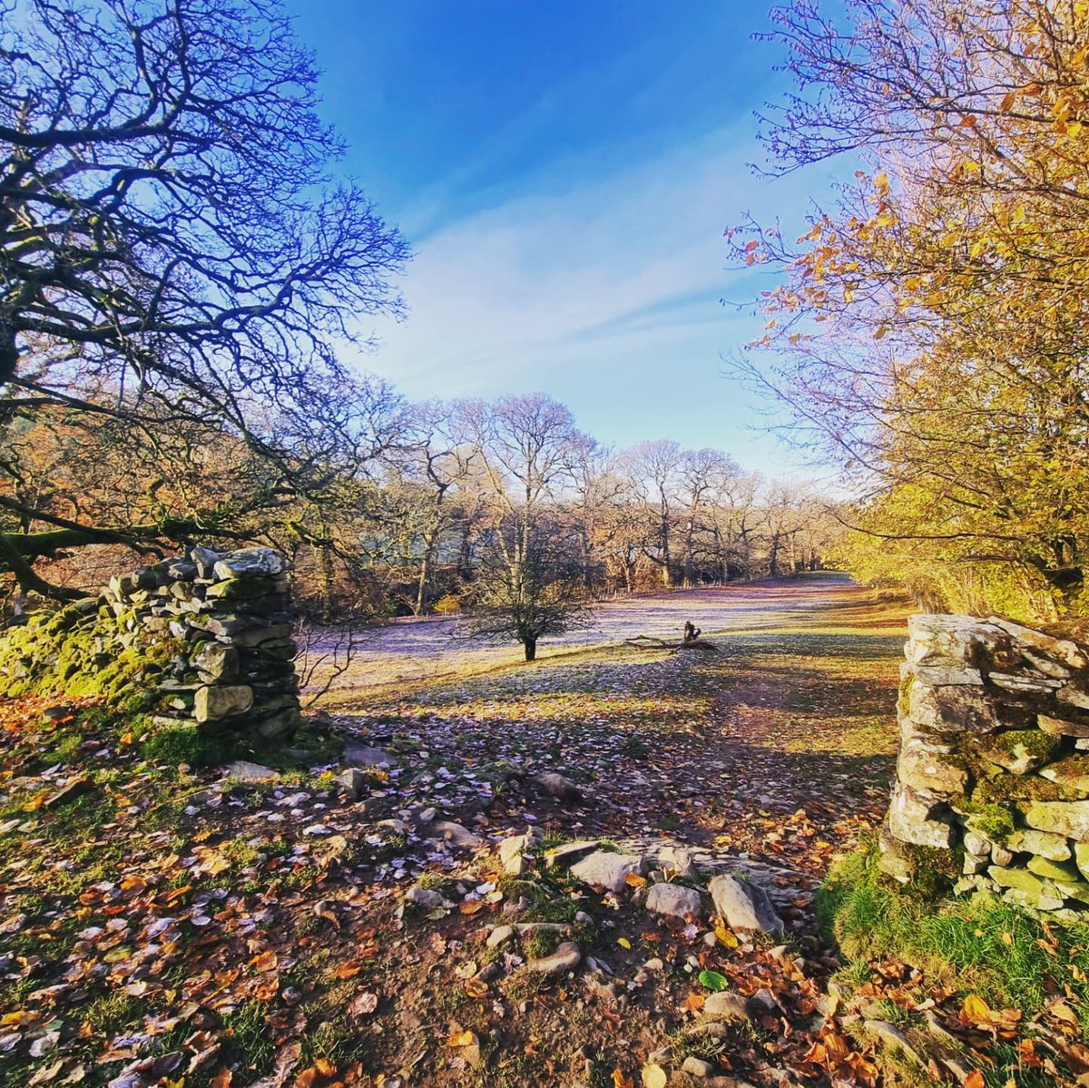 SusannahHarpham's tweet photo. Last Thursday, a stunning start to the day with both hard frost and beautiful sunlight! Autumn/Winter in one photo 🍁❄ @visitsedbergh @nfucountryside @BBCCountryfile #susannahsphotos #seasons #frostymorning #walking #beautifulnature #beautifulsky https://t.co/6O9Lnc61wJ