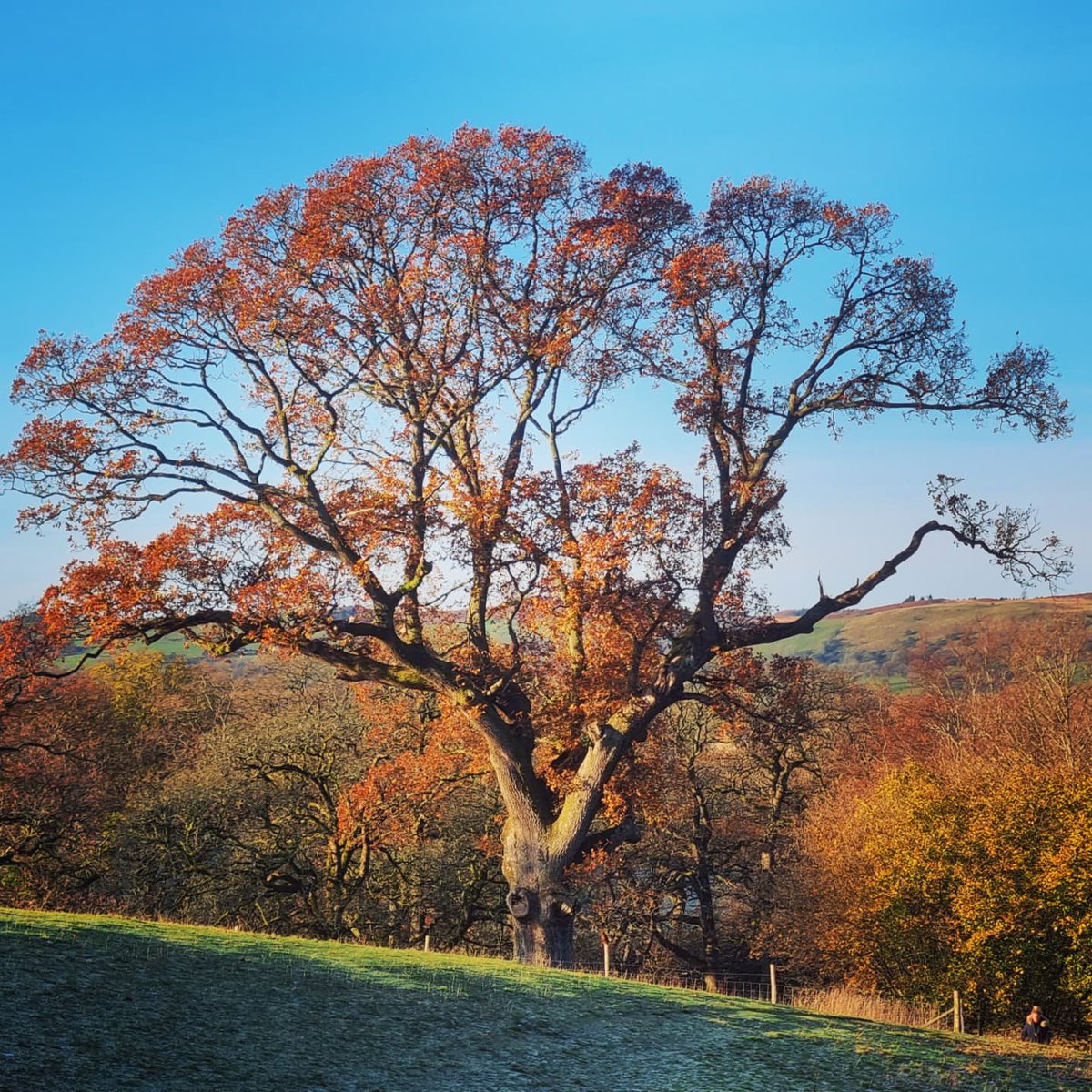 SusannahHarpham's tweet photo. Last Thursday, a stunning start to the day with both hard frost and beautiful sunlight! Autumn/Winter in one photo 🍁❄ @visitsedbergh @nfucountryside @BBCCountryfile #susannahsphotos #seasons #frostymorning #walking #beautifulnature #beautifulsky https://t.co/6O9Lnc61wJ
