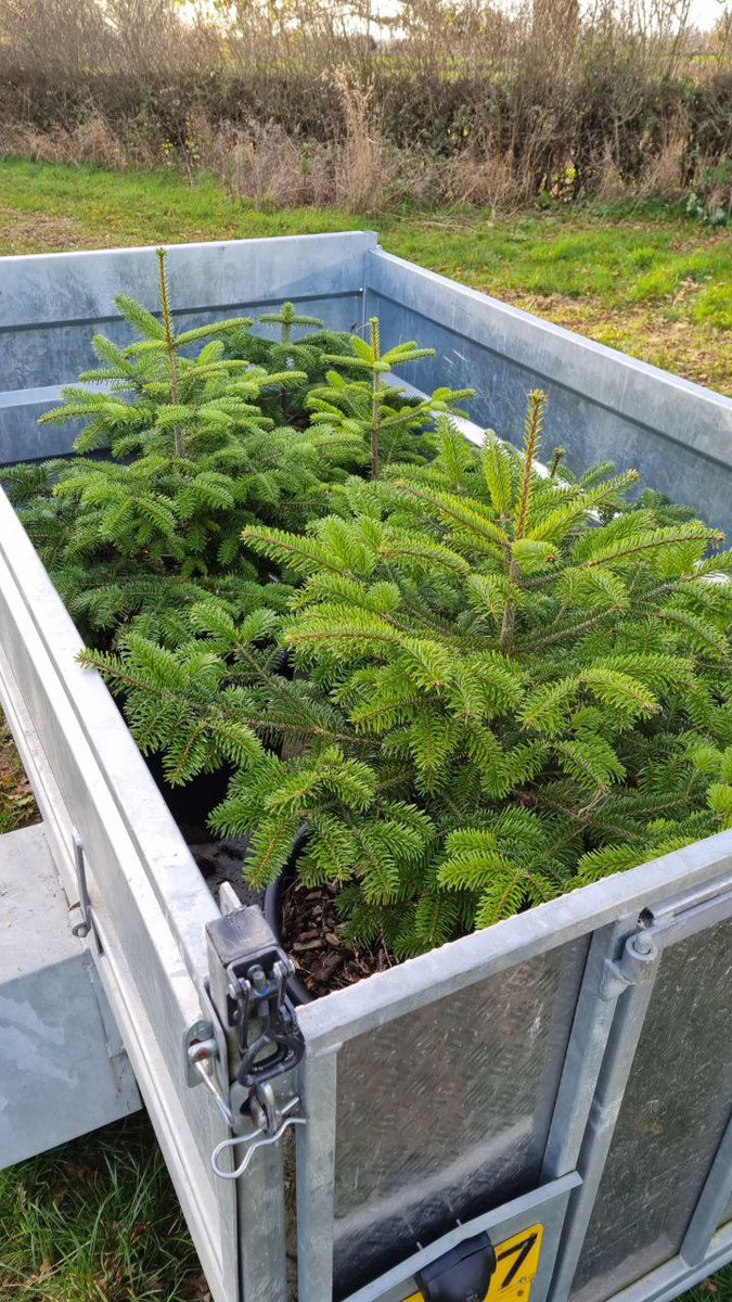 Seasonal greetings young Christmas trees on way to do a good job all potter with roots and will return home in January #plant #Christmas2021 #environment