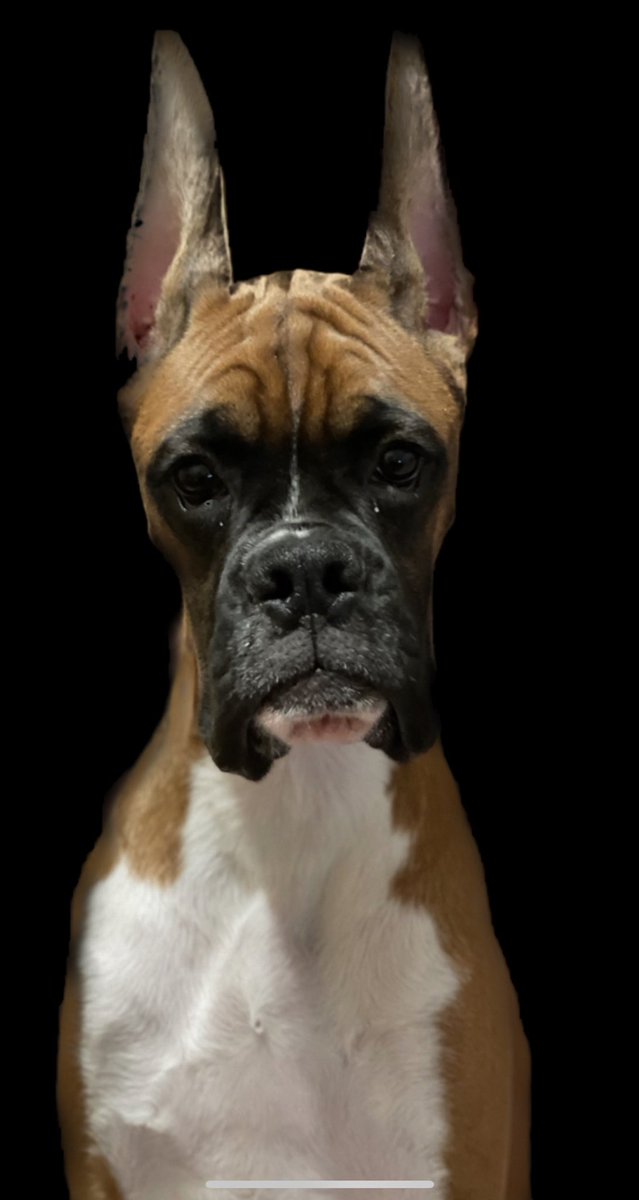 Millsaps_RM's tweet photo. Excited to announce the addition to the Ram Boxers family from Ireland 🇮🇪 welcome to the #USA 🇺🇸 . BESSBOX RAMS BANDIT! Clear on over 200+ genetic conditions. Including #EndDM &amp; #ARVC ! Ram Boxers = Health &amp; Longevity is our first priority! #AKC #Boxer @TrevDon https://t.co/uj5aJl2VId