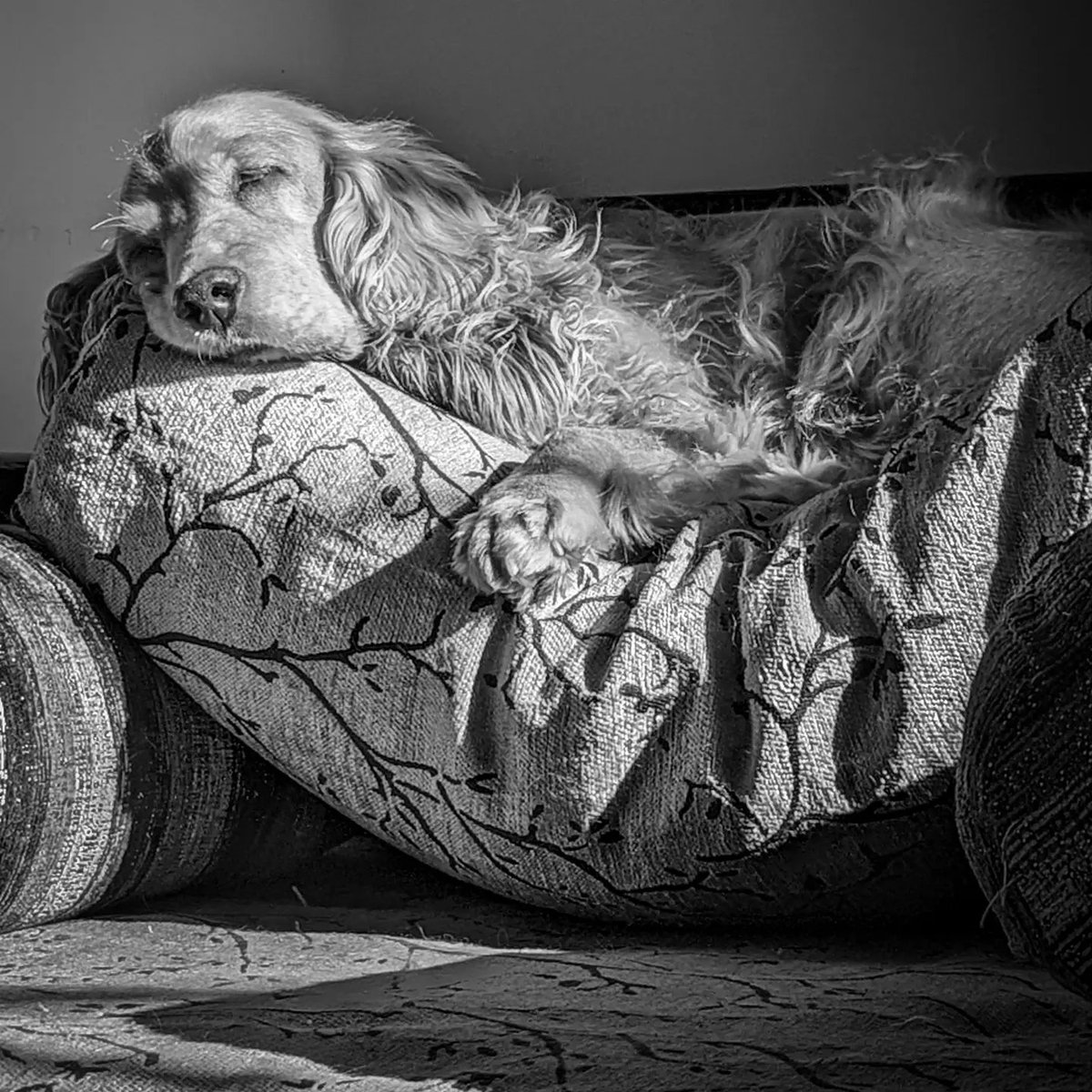 PhoebesFarm's tweet photo. my peace 🕊️ her stare right into my eyes mostly irritates me but then calms me from inside, persistence to find &amp; share love... she's the world ♥️

#seva #sevathedog #spanielgirl #cockerspanielcuties #petdog #unconditional #inspire #mypeace #petfarm #cockerspaniels #mumbai #pune https://t.co/aDZCqjXKSX