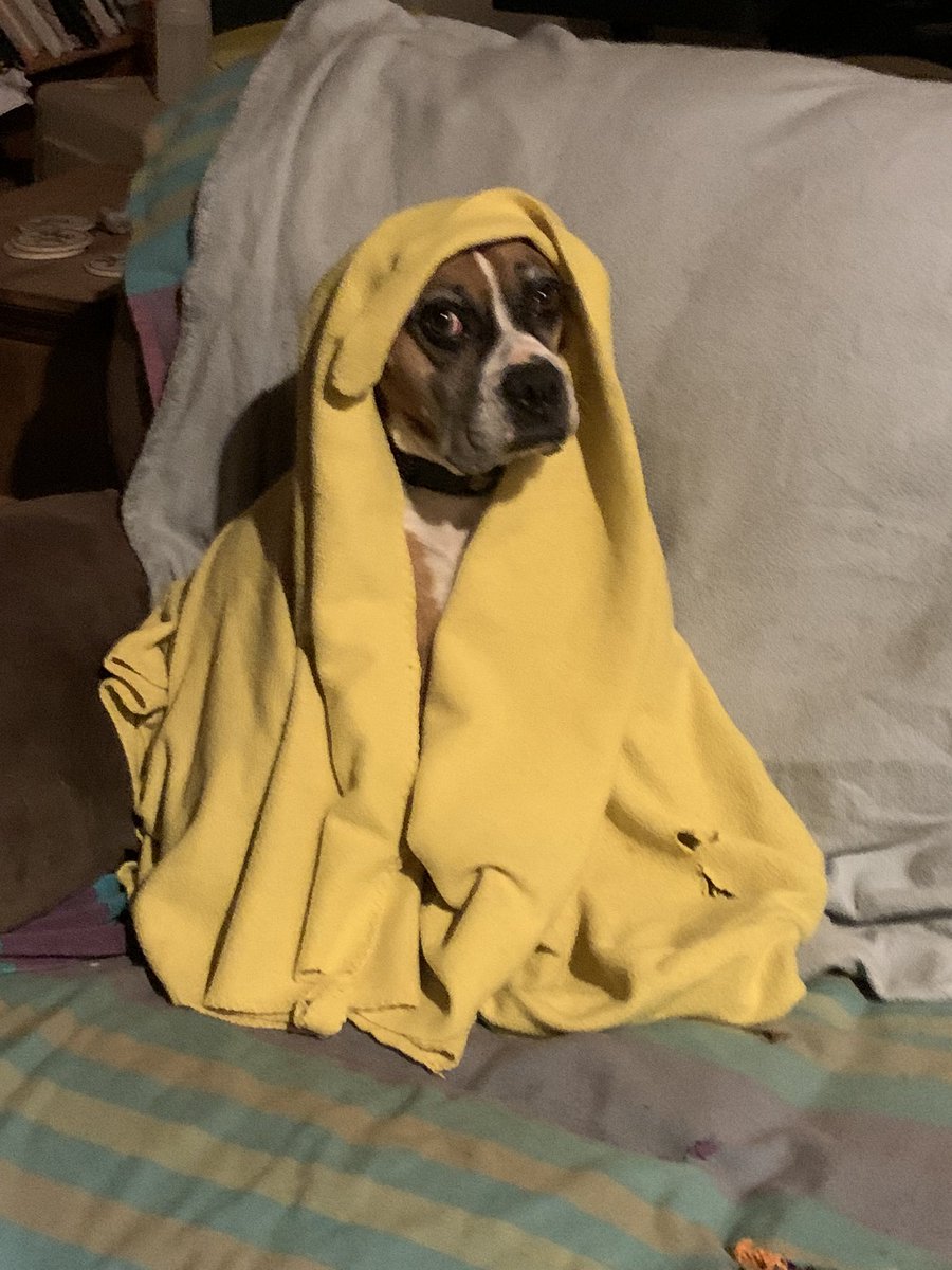 hufflepuffrogue's tweet photo. Luna Buglette needs a #modelingcontract to pay for her @totwpetfood!
#covergirl #rescuedog #poundpuppy #poutyface #princess #bedtime https://t.co/dpt71YFxTx