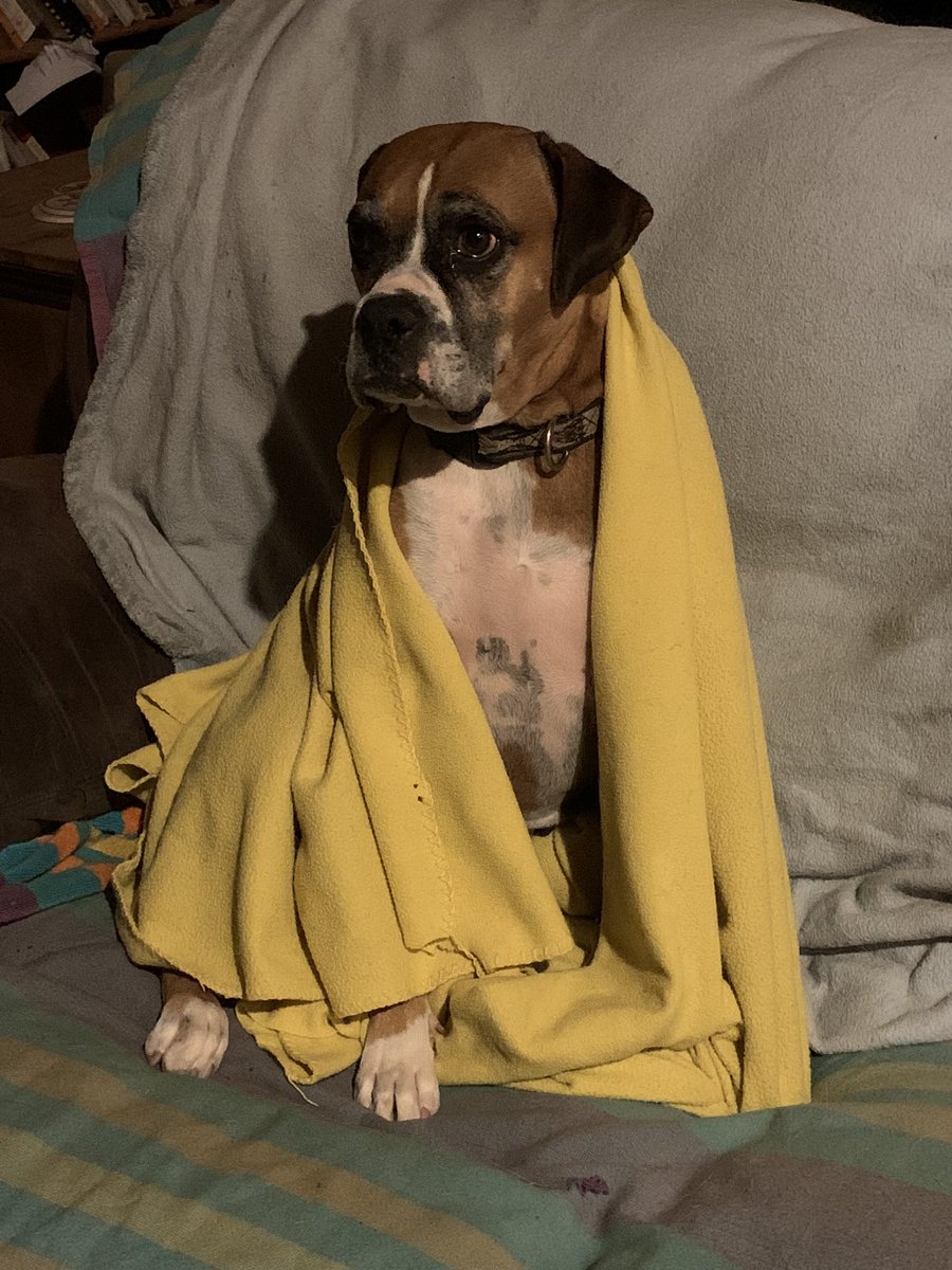 hufflepuffrogue's tweet photo. Luna Buglette needs a #modelingcontract to pay for her @totwpetfood!
#covergirl #rescuedog #poundpuppy #poutyface #princess #bedtime https://t.co/dpt71YFxTx