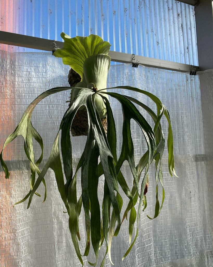 Mt.Lewis × bifurcatum #htvpmtlb