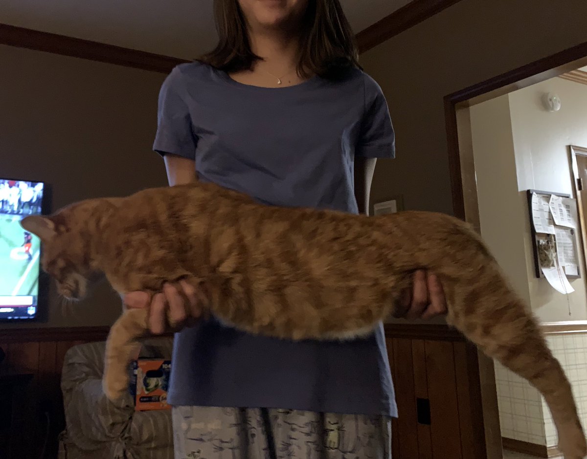 CheeseTheGinger's tweet photo. The littlest girl is using me to try to bulk up a little. #BigBoy #CatsOfTwitter #LaidBackCat #ILoveHer https://t.co/CVWVCdujf3
