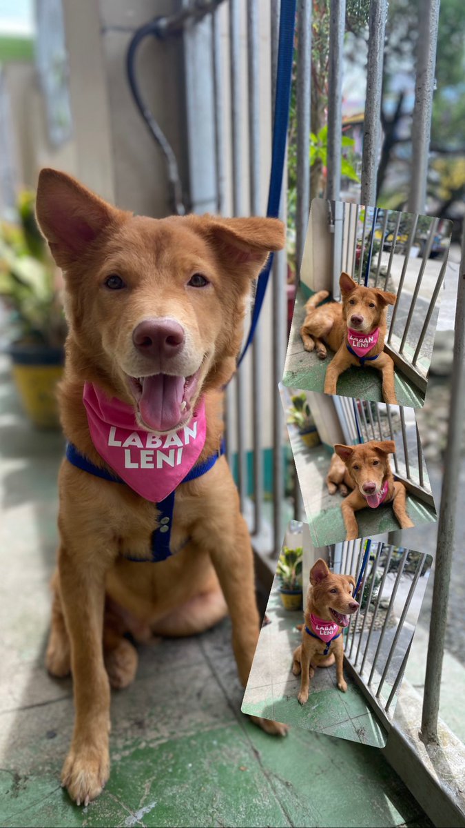 wencelmindanao's tweet image. Happy Sunday from my lovable puppies. Their eyes say it all.

#PetsForLeni 💖
#LetLeniLead
@DapatSiLeni #TeamLeniRobredo @teamlenirobredo @lenirobredo