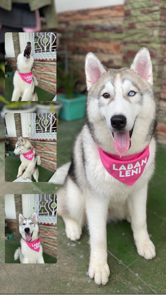 wencelmindanao's tweet image. Happy Sunday from my lovable puppies. Their eyes say it all.

#PetsForLeni 💖
#LetLeniLead
@DapatSiLeni #TeamLeniRobredo @teamlenirobredo @lenirobredo