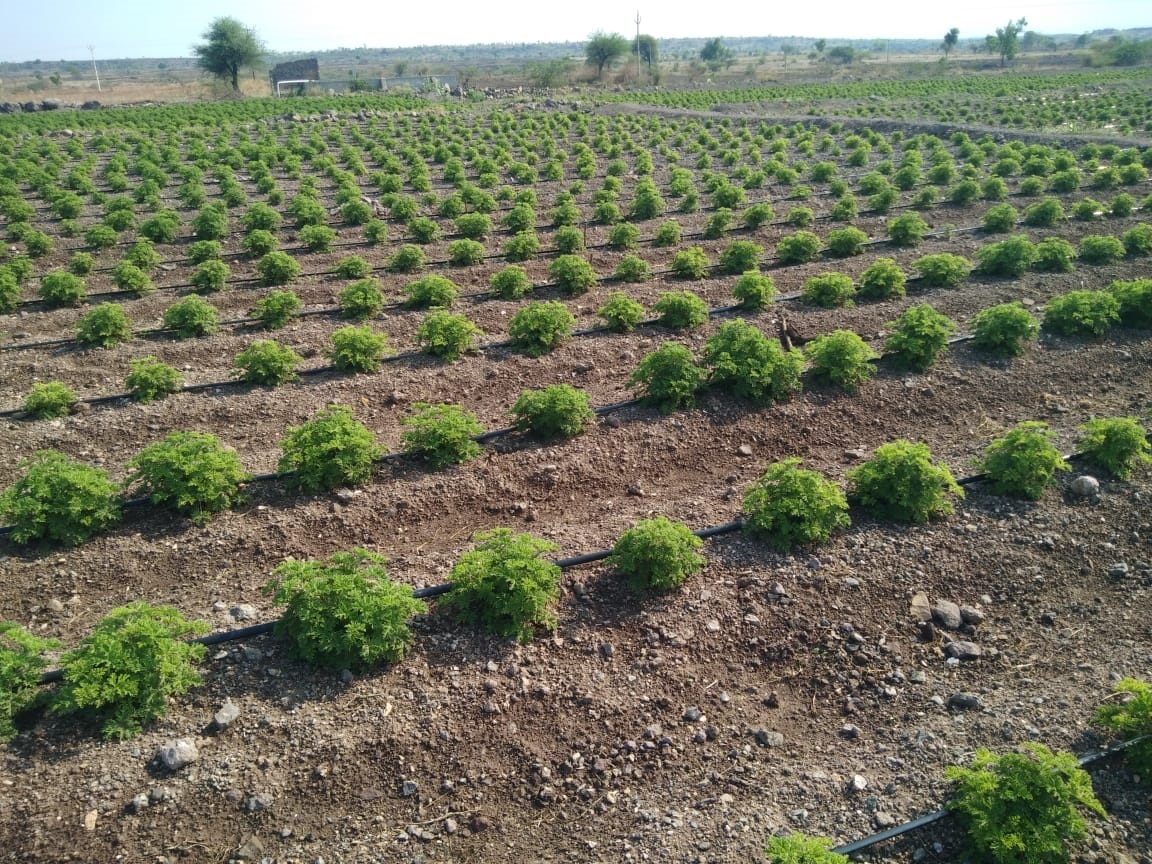 GeraniumFarming's tweet photo. श्री.साईसिद्धी जिरेनियम, वनकुटे, पारनेर, अहमदनगर.
शेतकऱ्यांचा आर्थिक विकास, हाच आमचा ध्यास..!
जिरेनियम शेती, जिरेनियम तेल उत्पादन, जिरेनियम शेती प्रशिक्षण व मार्गदर्शन, जिरेनियम खरेदी, जिरेनियम रोपांची विक्री.
#GeraniumFarming
https://t.co/XXSCNUB8rZ @ilovenagar https://t.co/jdx3OxsvGh