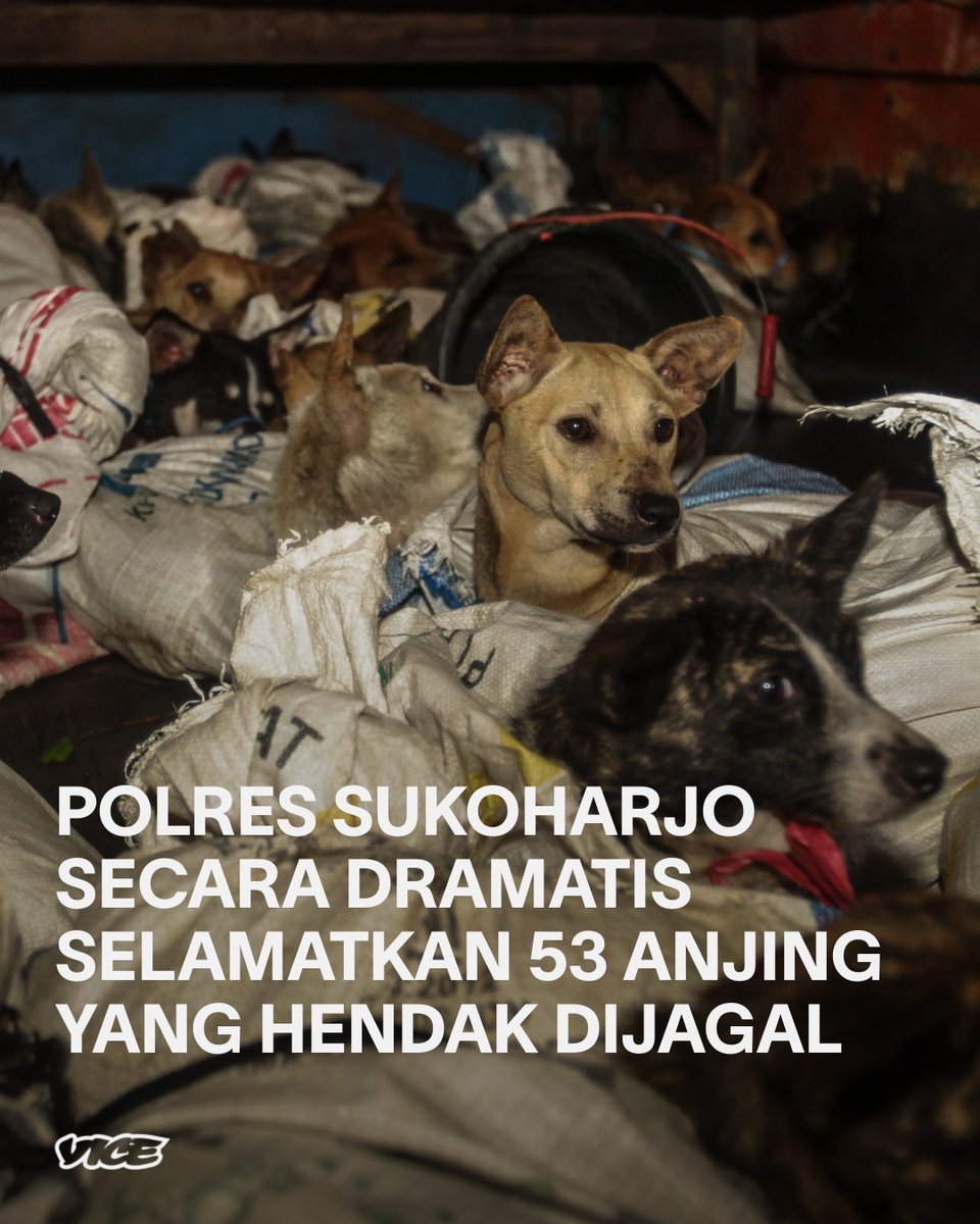 VICE_ID's tweet photo. Penyelamatan ini hasil kolaborasi antara kepolisian dengan Dog Meat Free Indonesia. Konsumsi daging anjing di Jawa Tengah masih marak, dan anjing yang dijual diperlakukan amat buruk. https://t.co/1vthYIi67i https://t.co/ThSyHXvQFC