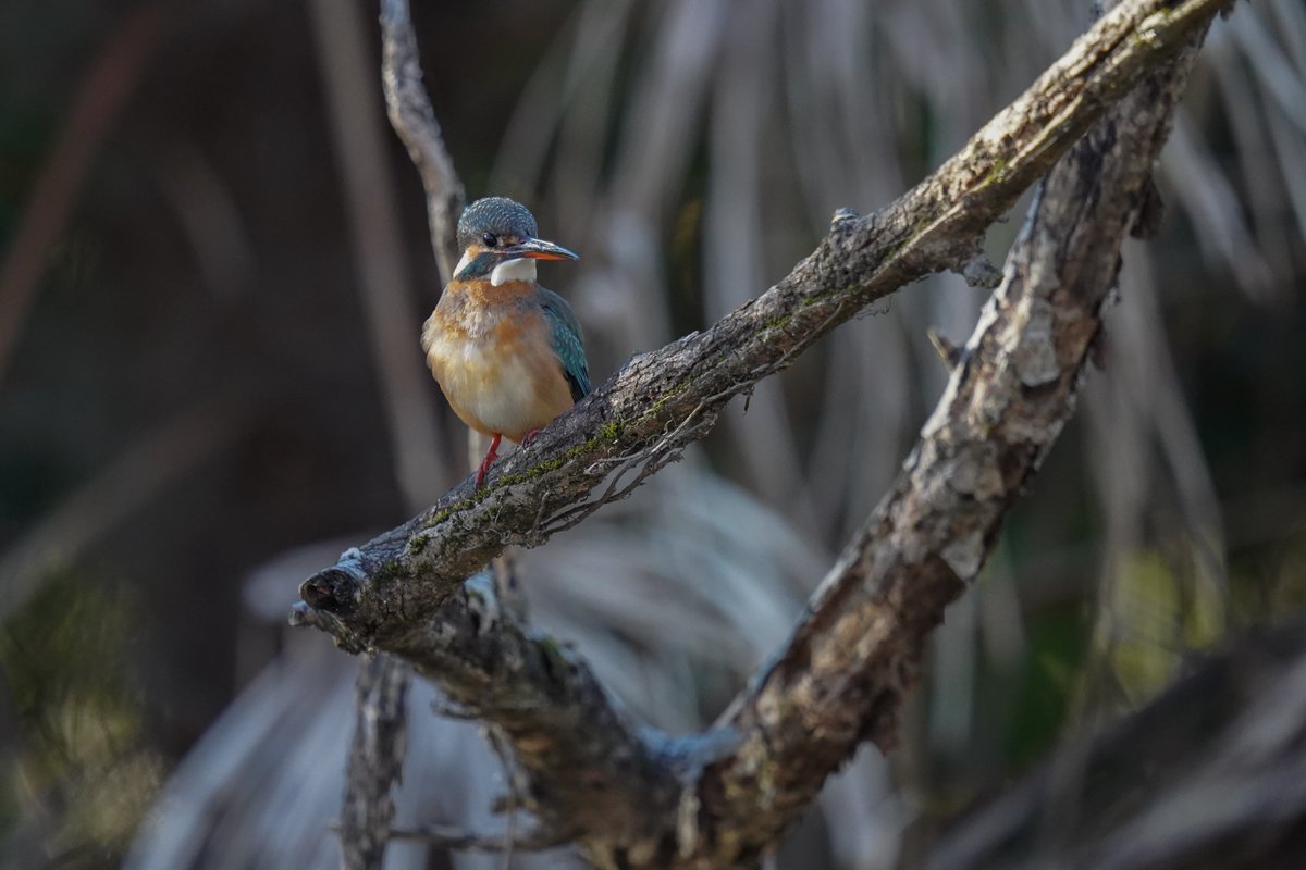 jojotaikoyaro's tweet photo. 本日のカワセミ子
SONY α7III
SIGMA 150-600mmF5-6.3 DG DN OS Sports
#birdphotography #NaturePhotography #wildlifephotography #Zenpukuji #Suginami #Tokyo #Japan #SIGMA #SONY #kingfisher https://t.co/GiTw6fqnZA