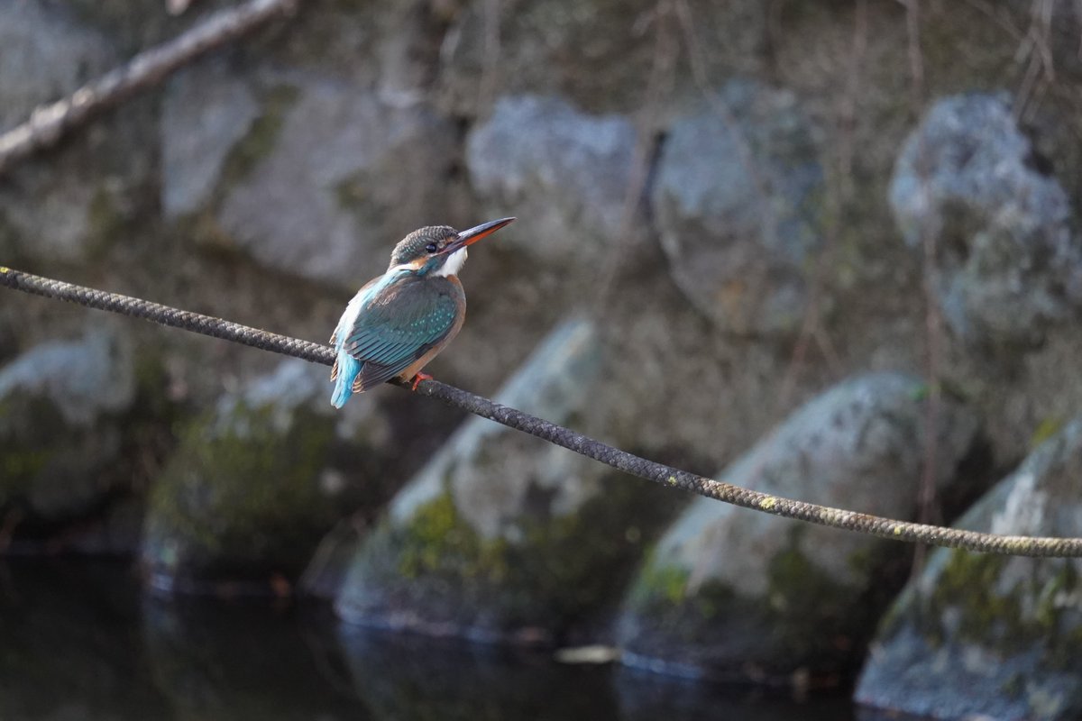 jojotaikoyaro's tweet photo. 本日のカワセミ子
SONY α7III
SIGMA 150-600mmF5-6.3 DG DN OS Sports
#birdphotography #NaturePhotography #wildlifephotography #Zenpukuji #Suginami #Tokyo #Japan #SIGMA #SONY #kingfisher https://t.co/GiTw6fqnZA