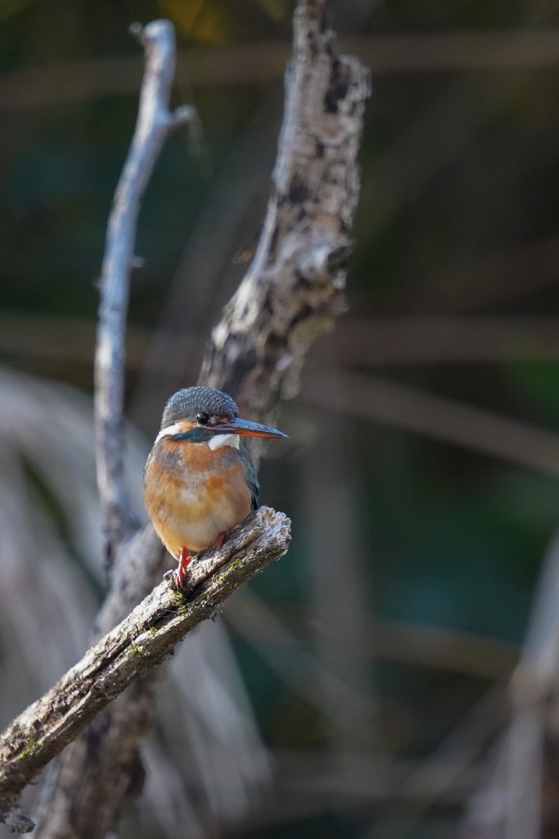 jojotaikoyaro's tweet photo. 本日のカワセミ子
SONY α7III
SIGMA 150-600mmF5-6.3 DG DN OS Sports
#birdphotography #NaturePhotography #wildlifephotography #Zenpukuji #Suginami #Tokyo #Japan #SIGMA #SONY #kingfisher https://t.co/GiTw6fqnZA