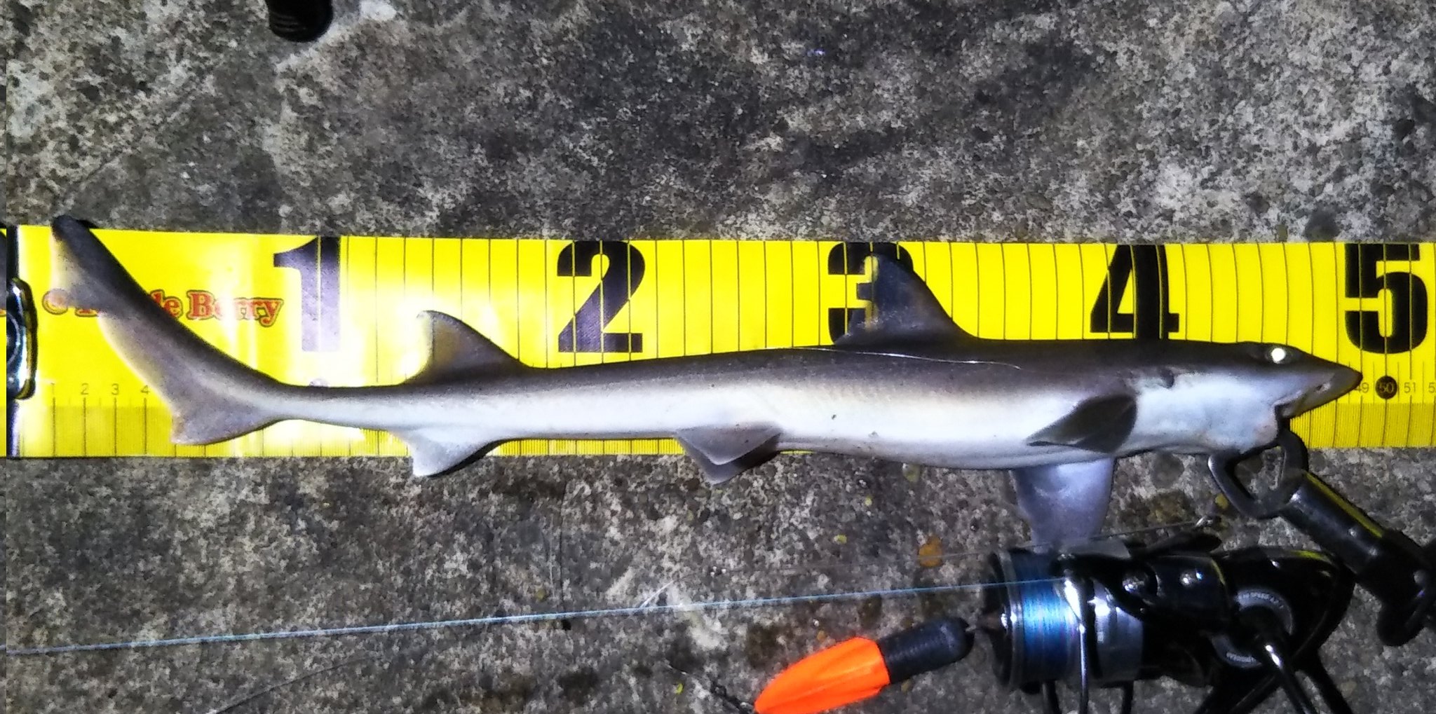 クロマスの釣り垢 アメナマ部 アナゴ釣りの時にサメ釣れたけどこれなんて言うサメ ちなみに瀬戸内海です T Co F9dejvpwc2 Twitter