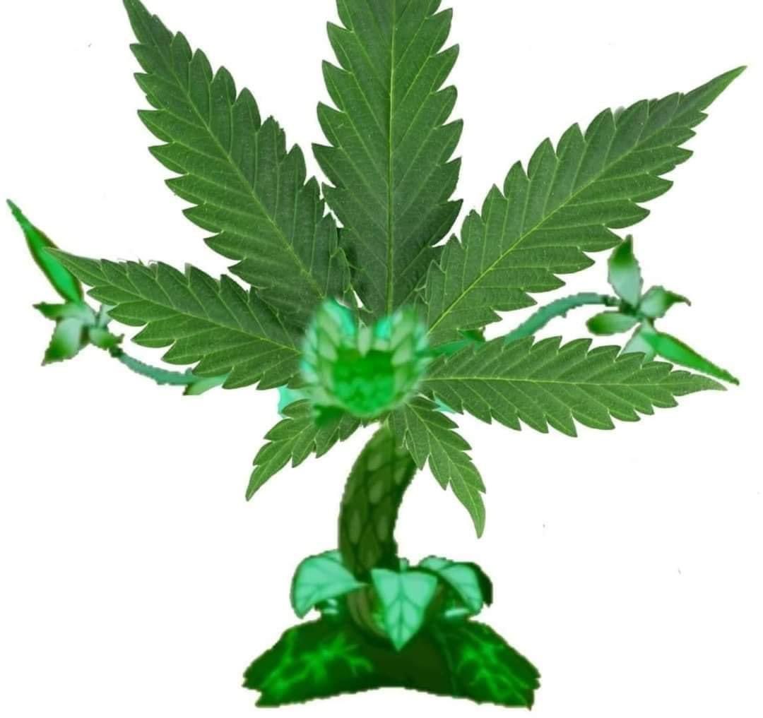 / Just have the dendro regisvine.
