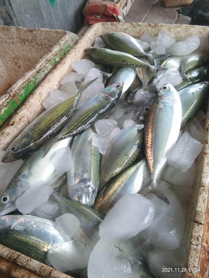 Minggu (28/11),Frits Uki, Luhkan Sumba Timur, Behar Hunga,Ds Mondu, melaporkan tangkapan Ikan Kembung ,Jaring Insang Hanyut, Bulan November 2021, sebanyak 89,4 kg,harga Jual 35000/kg
#GiatLuhkanSatminkalGondol #SumbaTim
#Tangkap 
@RISET_GONDOL 
@puslatluhkp 
<a href="/lapregiwati/">Lilly Aprilya</a>