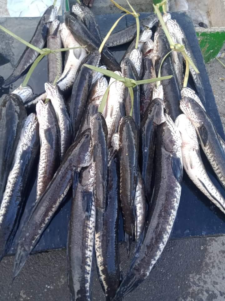 Frits Benyamin Uki,S.ST.Pi tweet media