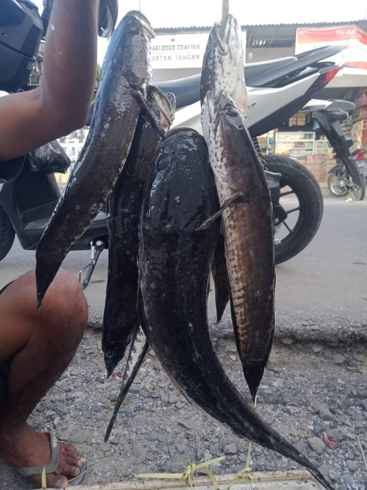 Frits Benyamin Uki,S.ST.Pi tweet media