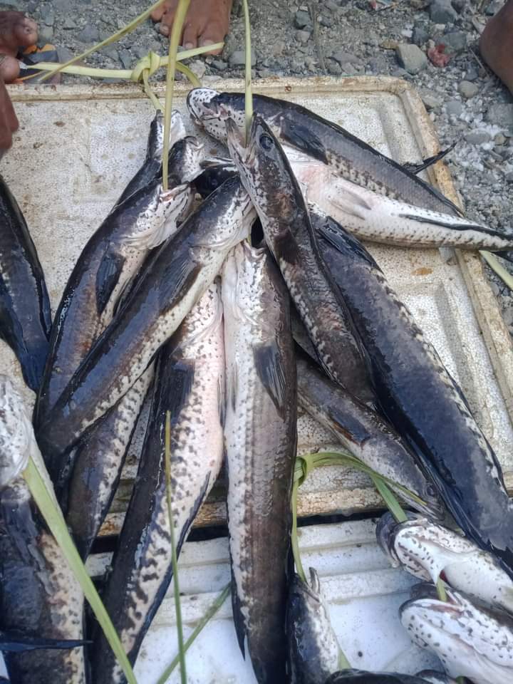 Frits Benyamin Uki,S.ST.Pi tweet media