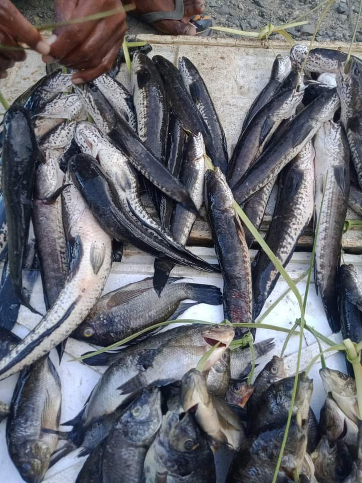 Minggu (28/11),Frits Uki, Luhkan Sumba Timur, Kunjungan Lapangan Ke Pemasar Ikan di Kel.Temu Kecamatan Kanatang Komoditas Ikan Gabus Sebanyak 10 Kg dgn Harga Rp.50000/Kg
#GiatLuhkanSatminkalGondol #SumbaTim
@RISET_GONDOL 
@puslatluhkp 
<a href="/lapregiwati/">Lilly Aprilya</a>