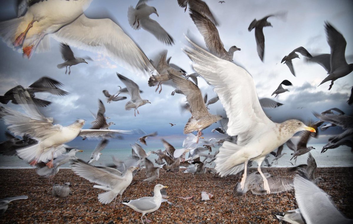 JerryWebb47's tweet photo. #birds on #Brighton #beach. #streetphotography https://t.co/lLCW7ZxuA2