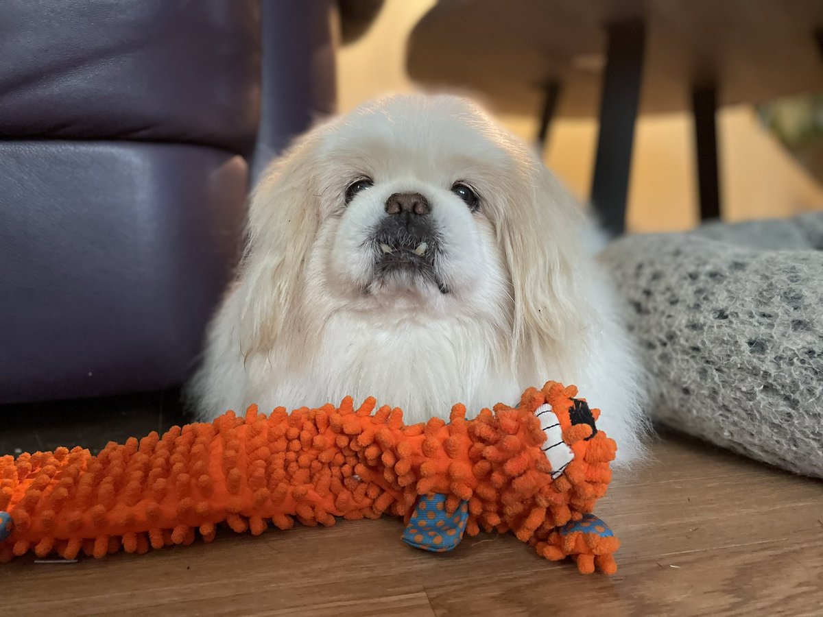dropdedfred's tweet photo. We adopted Bumble 5 months ago. He is the sweetest boy and is loving his new toy.  #dogsoftwitter https://t.co/rVxmfNAn8M