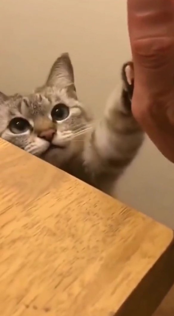 gifjiwon's tweet photo. my baby meow meow i missed him sm :( https://t.co/MXvmQqlW30
