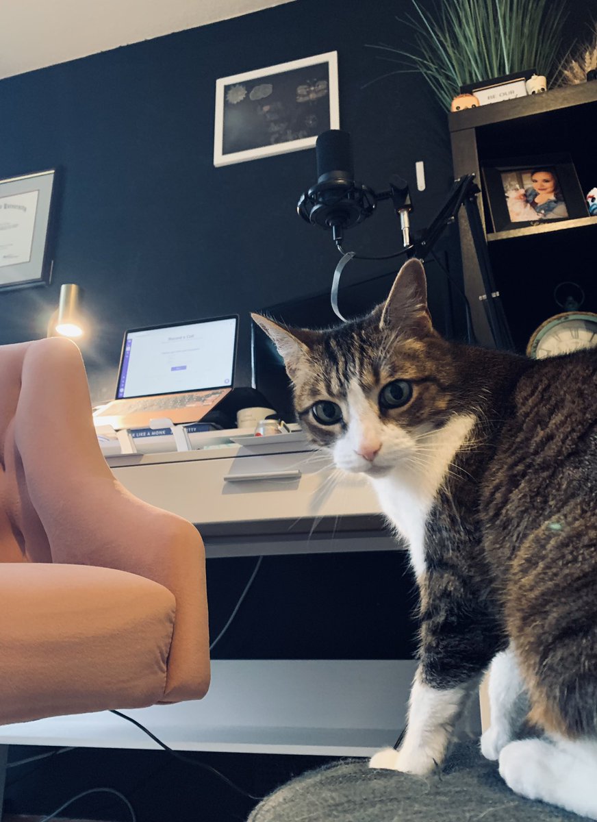 PNWShowdown's tweet photo. Aster was trying to take @Kateskees spot as cohost today just prior to recording episode 10 of the PNW Showdown podcast. #Cats #CatsTalkingSports #CatPod #CatPodTakeover #SportsPodcast #Seahawks #Kraken #Mariners #Storm #Sounders #Seawolves #Cougs #Dawgs #OlReign https://t.co/b6aG7IEWJ9