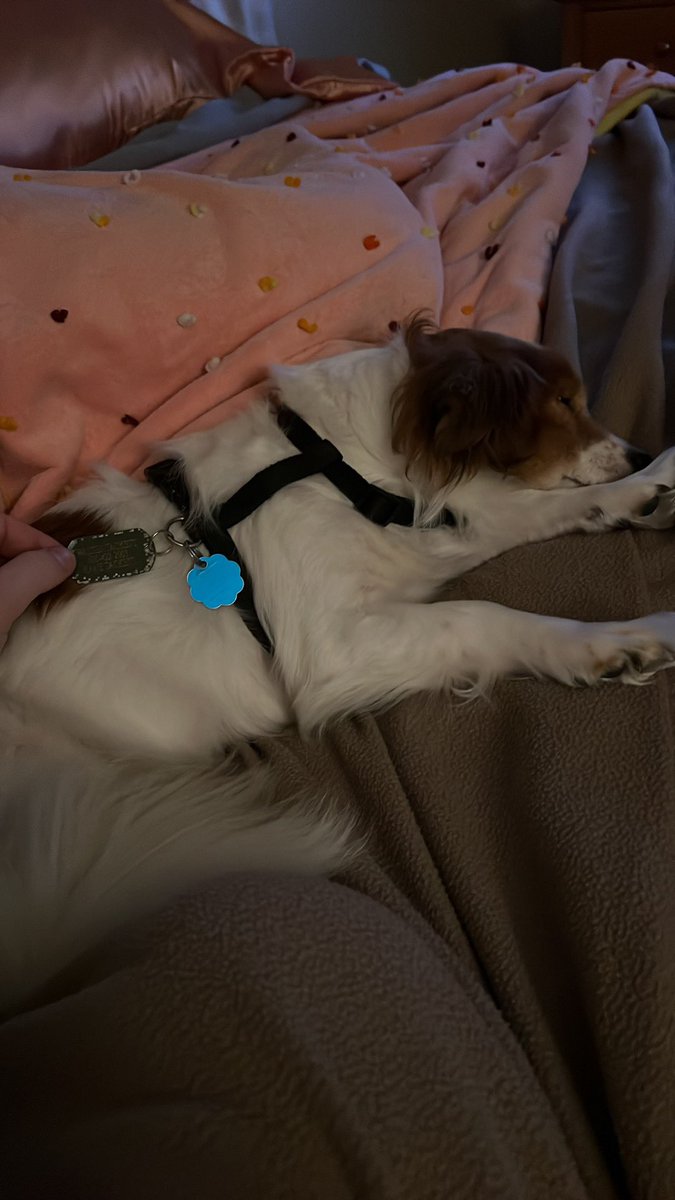 Kane_tack1's tweet photo. Macaroni bites and sleepy dogs combo https://t.co/vTBWFLUo8I
