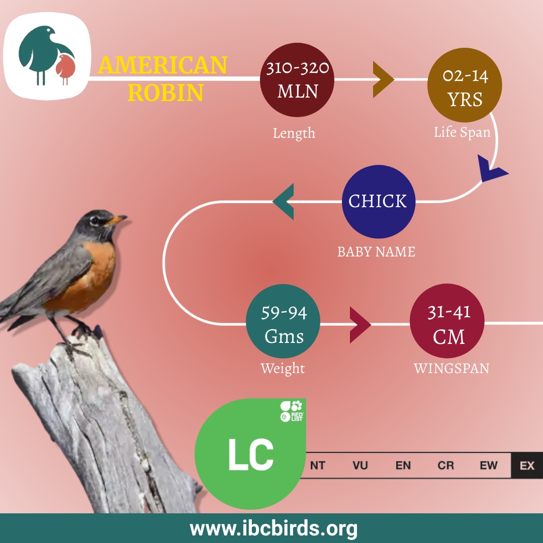 #IBCBIRDS #BIRDS

The American robin is a migratory songbird that is widely distributed throughout North America and Central America. 

#IBCBIRDS #BIRDS #AmericanRobin