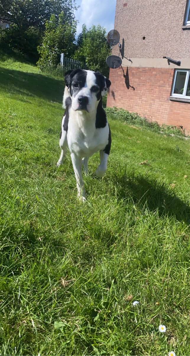paulmcgrory8's tweet photo. Thanks for the best 9 years, I’ll aways love you. Rest in peace Floyd❤️ https://t.co/JORBml1z0V