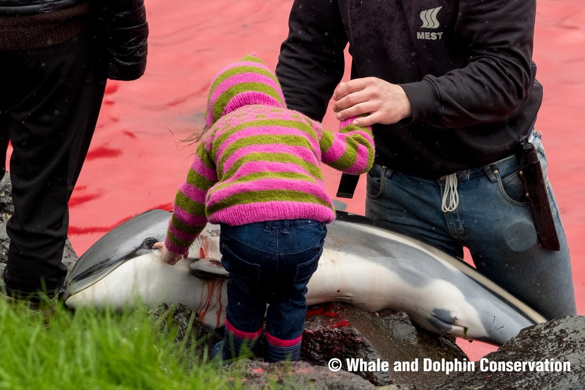 hilltopgina's tweet photo. They say that the eye's are the windows to the soul.

A small child pokes her finger into the eye of a slaughtered dolphin, the sea has been turned red behind her. This image is heart-breaking on so many levels 😔

#StopTheGrind 🐬🐋🐬🐋🐬🐋 PLEASE SIGN

https://t.co/gOddVst73l https://t.co/YzwRMk09bY