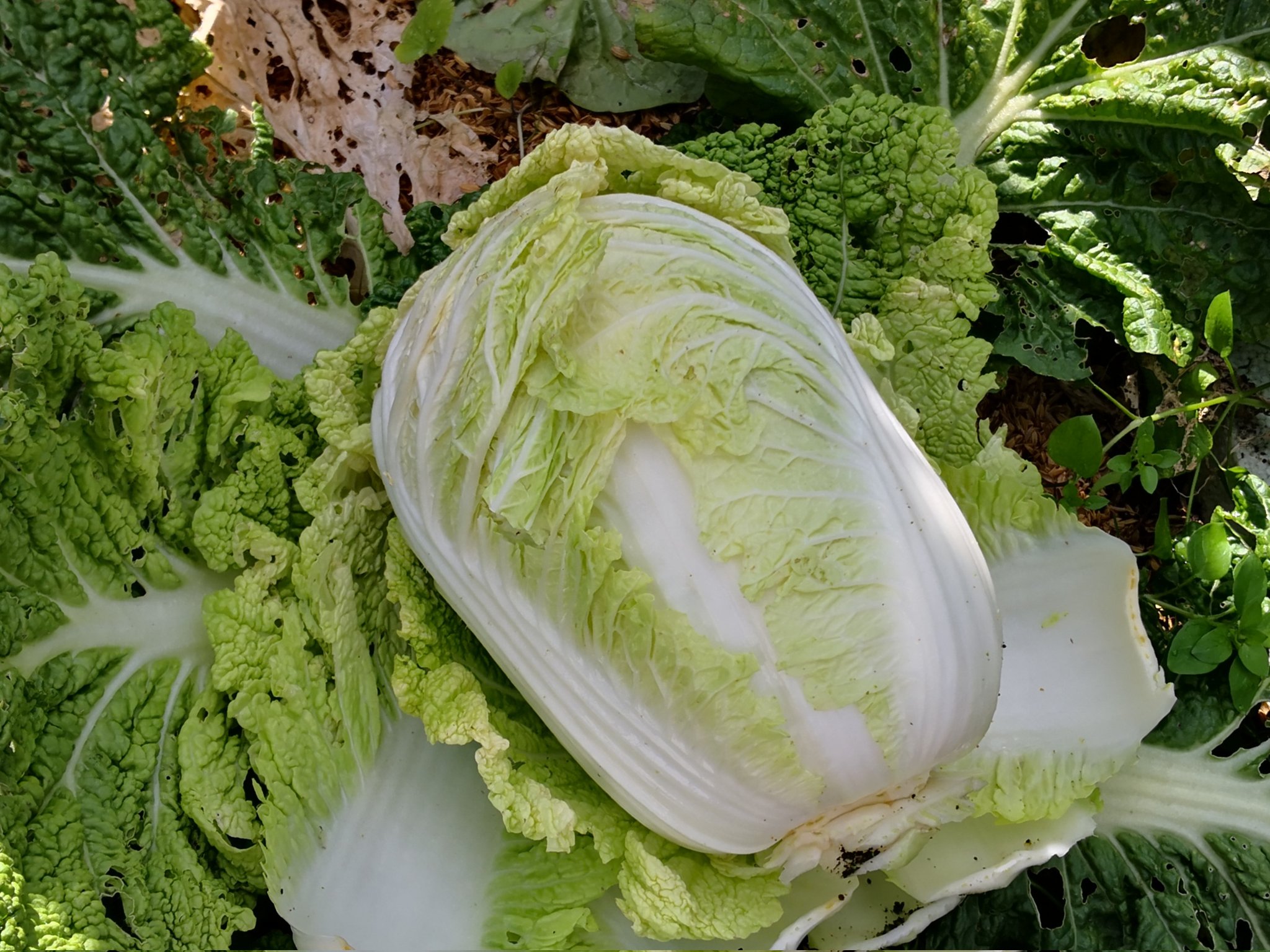 クボナリエ ミニ白菜 プランター を収穫しました プランターだと目が行き届くので 管理しやすいです 畑の白菜は虫食いだらけでお見せできません クボナリエ 家庭菜園 ガーデニング 白菜 ハクサイ T Co Glwpdwpgov Twitter