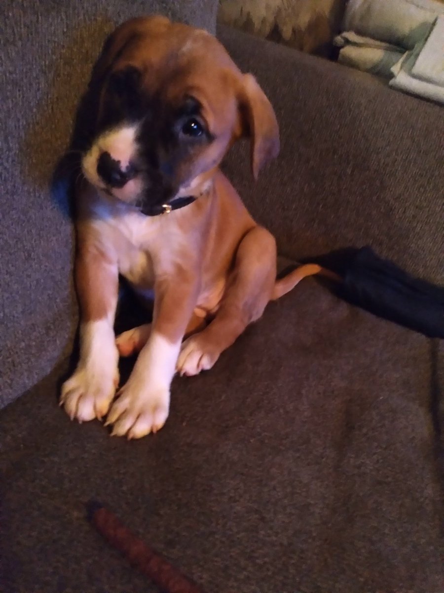 BilbarrBarian's tweet photo. @RevDaniel So cute. I just got this little girlso I have to show her off https://t.co/U2eGrmnuyn