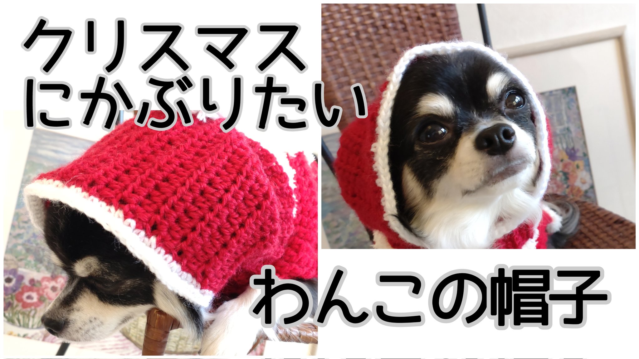 フジコ クリスマスっぽい帽子編んでみました チワワ サンタコス 手編み犬の帽子 編み方動画はこちら T Co Ek2papbzz4 T Co D5rfxikfh1 Twitter