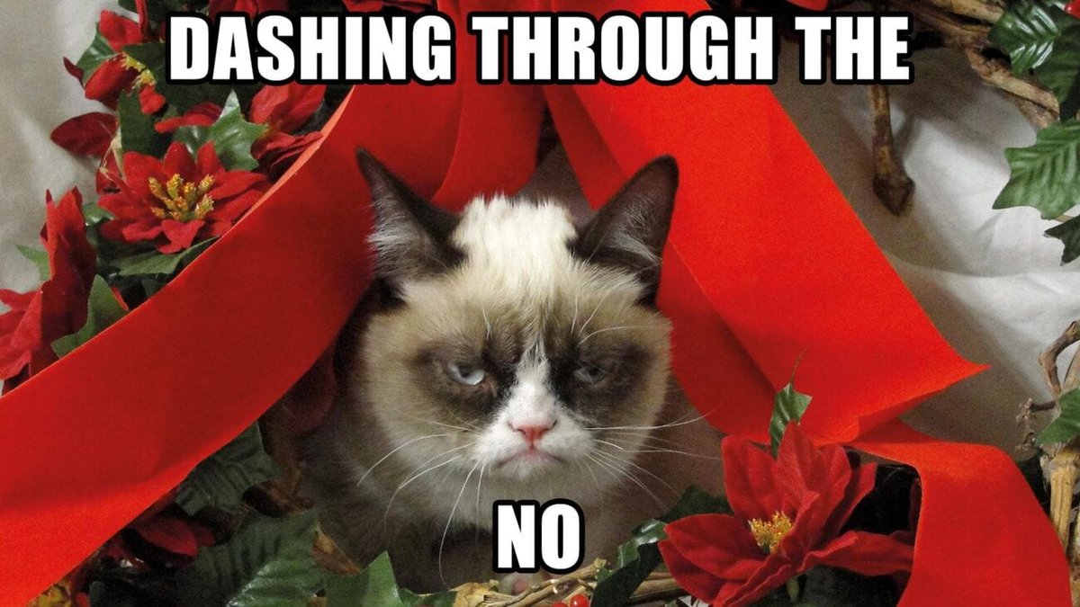 Ian_A_Blakeman's tweet photo. #crumpycat #cats #cat #christmas2021 #christmas https://t.co/BYyOVmJK62