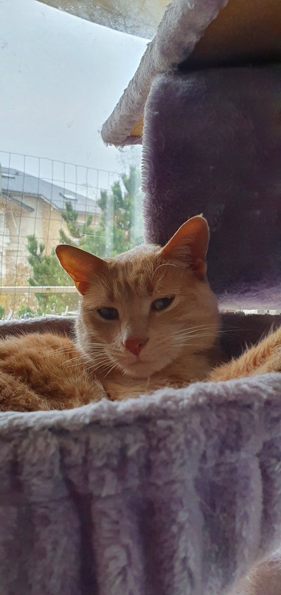 Chatpristi tweet media