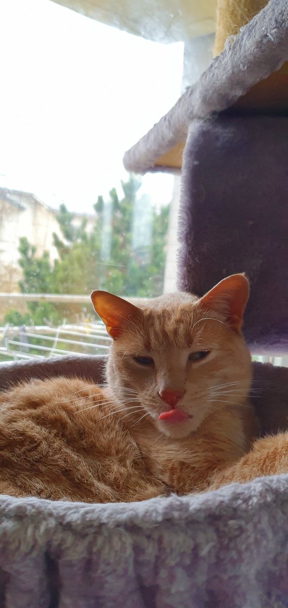 Chatpristi tweet media