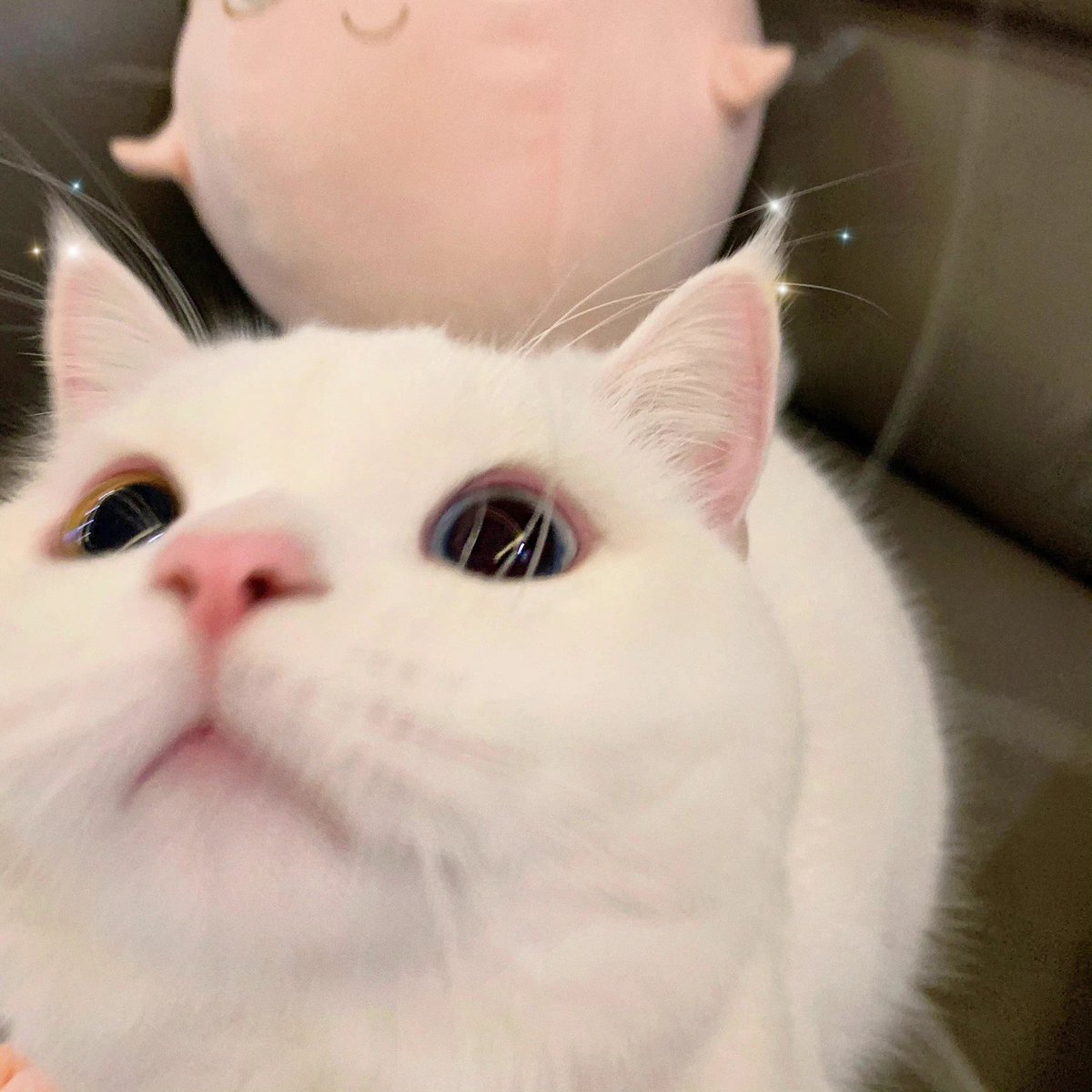 🪞🐈✨