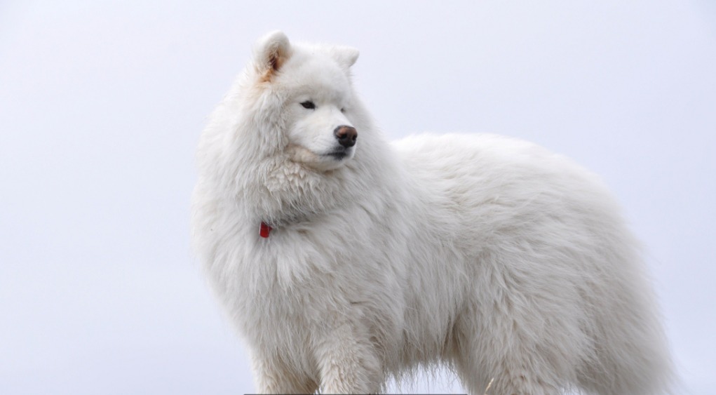 JellyKAT5's tweet photo. Im a ζoophile furry, so if you wanna know my dream mate here is his species. he gonna be good boi https://t.co/E1e5jXP9UE