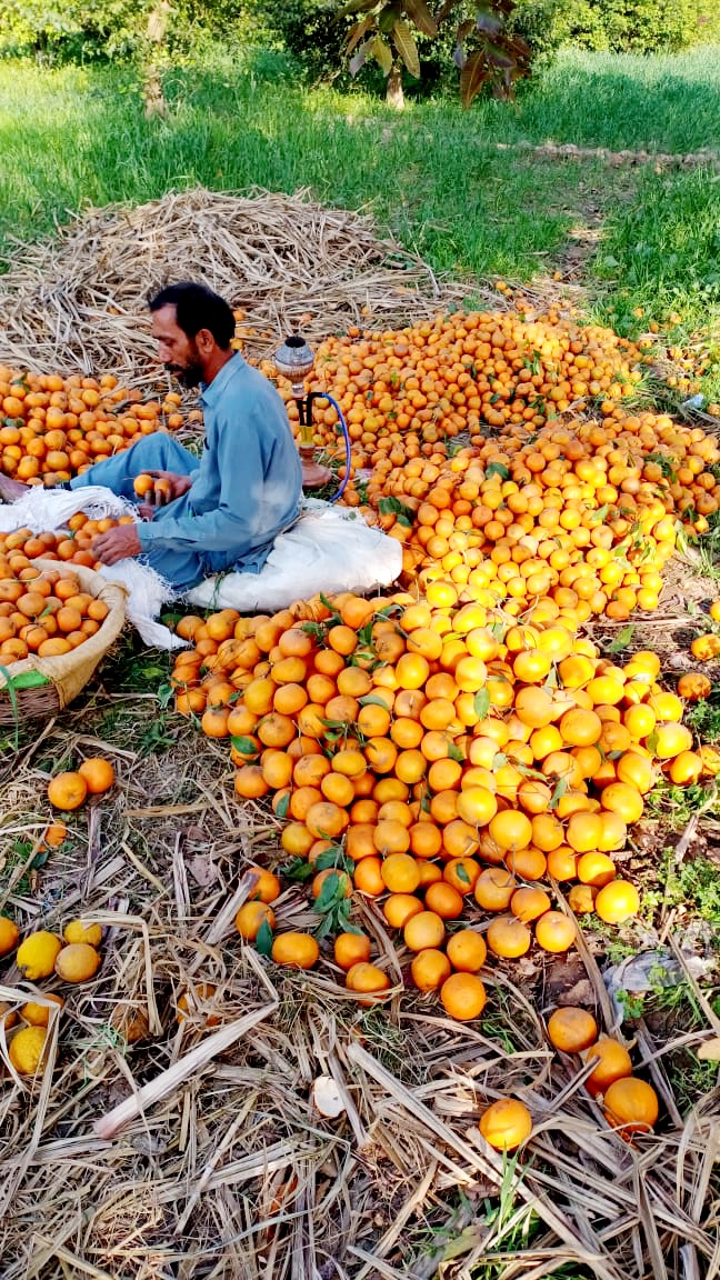 KMajooka's tweet photo. @hsntalal_tiwana The Kingdom of "#Fruiter &amp; #Kino.
Majoka, Punjab-PAKISTAN https://t.co/hBqBC6bwKX