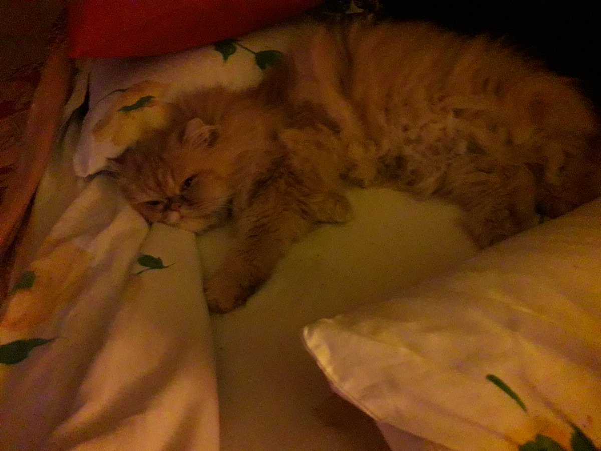 AnninaJ1978's tweet photo. La domenica mattina è stupenda❤ Non bisogna correre giu dal letto. Mi posso dedicare al mio Oliver e alla sua "coccolite acuta" ❤ #BuonaDomenica #amicigatti https://t.co/QNnzVe2VhB