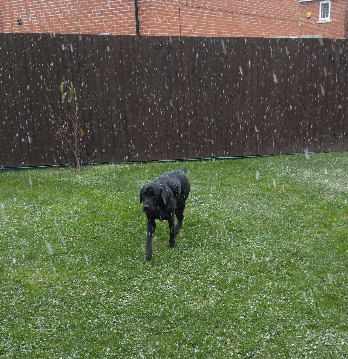 Heather_Clark71's tweet photo. @WilfandErnie Merlin in the snow in St Helens https://t.co/Cyb92P9OZk