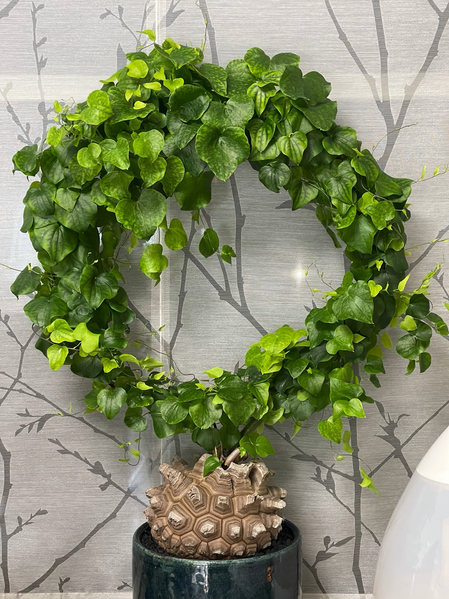 8403さん専用】亀甲竜（厳つい系大株）