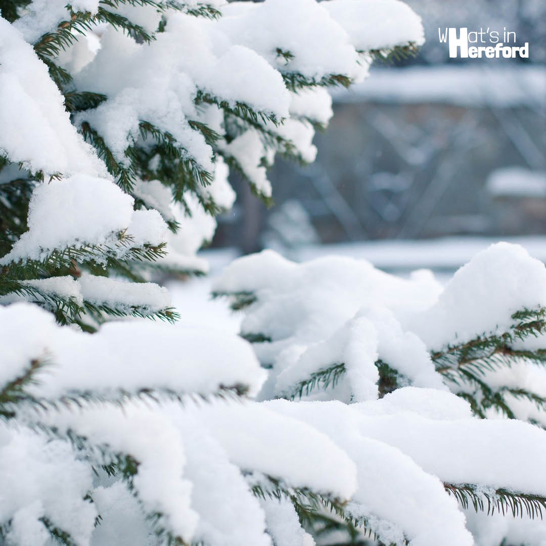 WHERE WILL YOU BUY YOURS? 🎄 Ledbury Edition 🎄

Coddington Christmas Trees is a family-run real Christmas plantation near Ledbury, choose and cut your perfect tree! ❄️❄️❄️

#christmastree #herefordshire #herefordshiretrees #ledbury #ledburychristmastrees