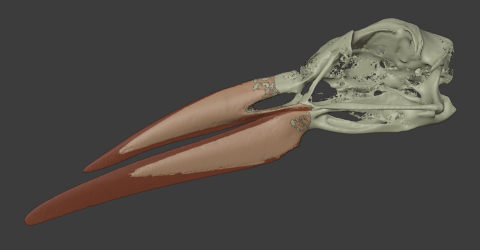 tree_fossil's tweet image. Skimmers have unusually long lower bills to allow them to skim-feed over water surfaces while flying. Something I only realized today while sectioning? All of that underbite is keratin; the actual bone is the same length on both the upper and lower jaw!

(model from Morphosource)
