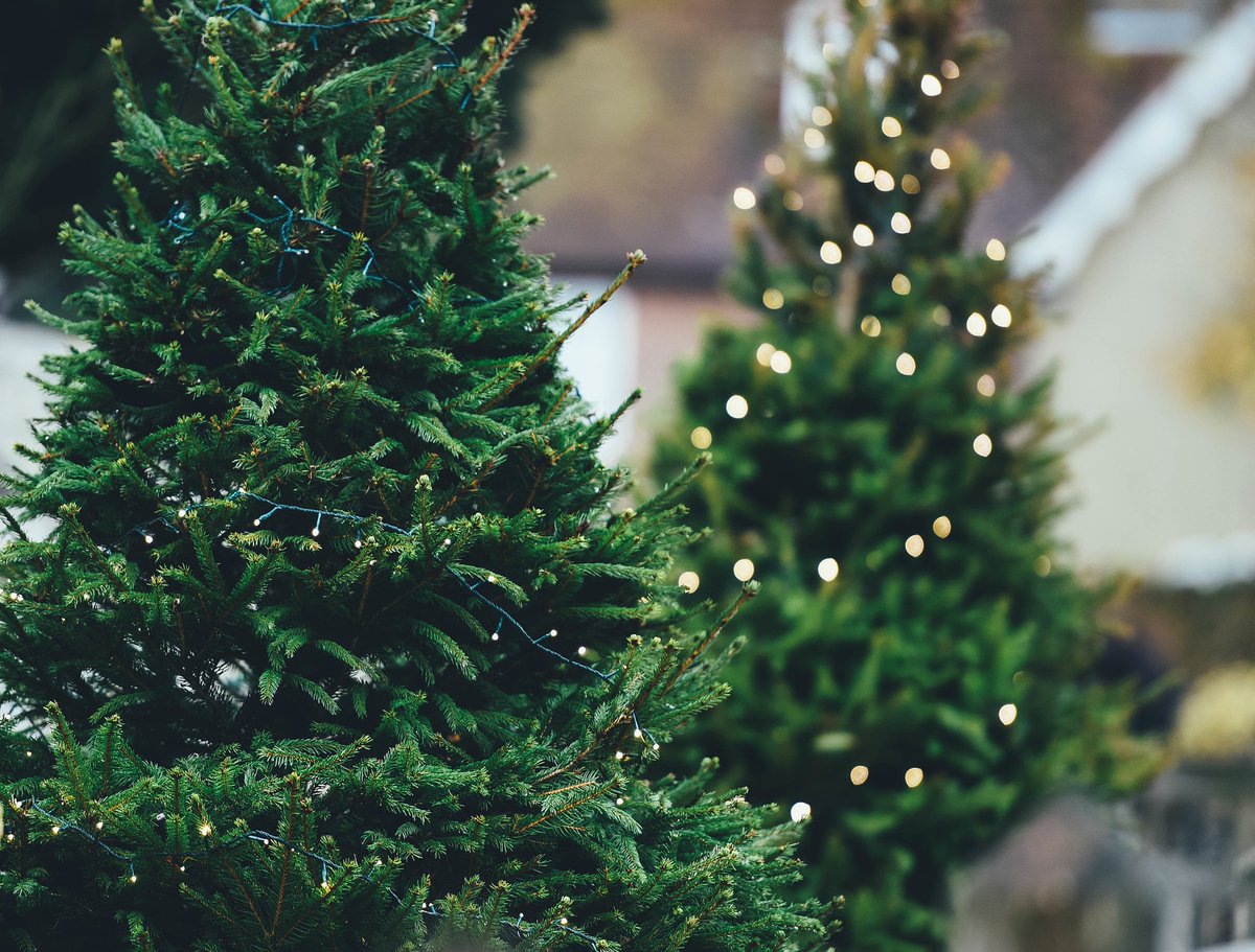essentiallyl's tweet photo. 👏🎅 Tips for fresh 🎄Christmas tree 
@thexmastreefarm 
📍needles in feet👣
👀Look 
https://t.co/q6oOhZCnFH
🛍️Buy local 🎄Christmas tree 
Stoke Goldington Christmas Trees Today 📆  9am-4am⏰ 
#thexmastreefarm #christmastrees #keepessentiallylocal https://t.co/R5IH8rKQqn