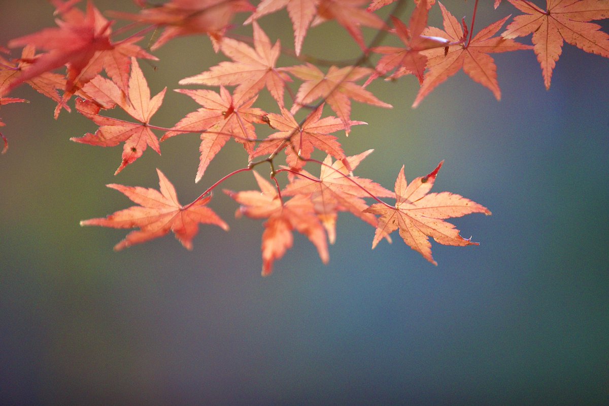 ecb9b31's tweet photo. 2021年紅葉第3弾
〜西日さす公園で〜
今回は逆光と夕暮れがテーマです。
被写体が紅葉だけでいいのか、という気になりました。
撮影地：武蔵丘陵森林公園

#CANON
#EOS
#1DXMark2
#写真好きな人と繫がりたい
#ファインダー越しの私の世界
#武蔵丘陵森林公園 https://t.co/ZP6HjrCCB1