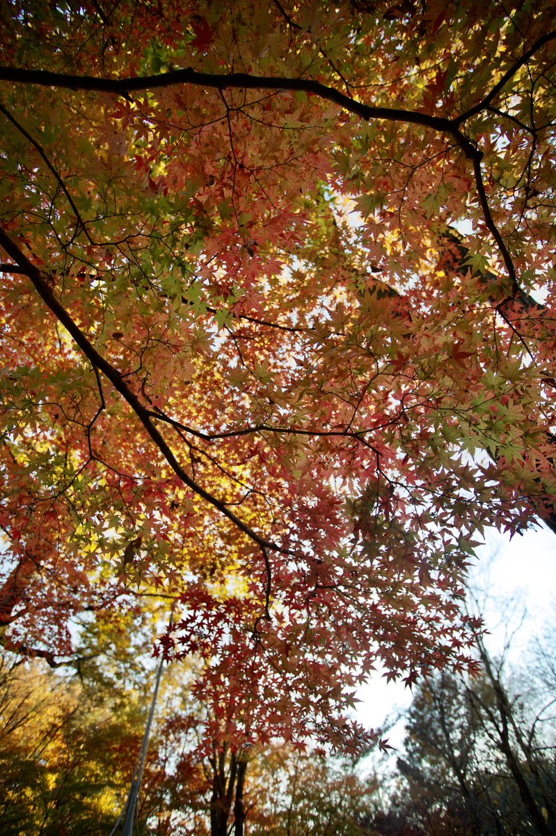 ecb9b31's tweet photo. 2021年紅葉第3弾
〜西日さす公園で〜
今回は逆光と夕暮れがテーマです。
被写体が紅葉だけでいいのか、という気になりました。
撮影地：武蔵丘陵森林公園

#CANON
#EOS
#1DXMark2
#写真好きな人と繫がりたい
#ファインダー越しの私の世界
#武蔵丘陵森林公園 https://t.co/ZP6HjrCCB1