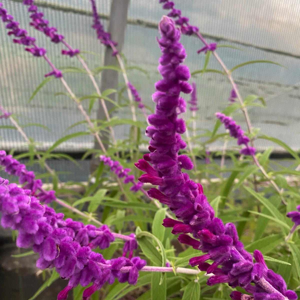 IrisesSeagate's tweet photo. Salvia leucantha still providing some colour in the tunnel amongst freshly potted #peatfree plants sheltering overwinter. #salvialeucantha #salvia #polytunnellife #takingcover #overwinter #nurserylife #november #plants https://t.co/R1h1jVYF1N